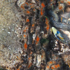 Picasso Triggerfish