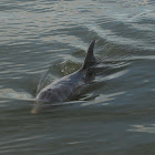 Bottle-nosed dolphin