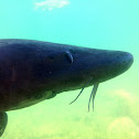 sturgeon