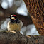 Acorn Woodpecker