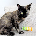 Tortoiseshell kitten (domestic)