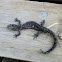 Jefferson salamander
