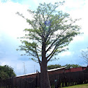 African Baobab Tree