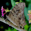 Common Evening Brown
