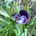 Viola x wittrockiana. Pensamiento.