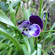 Viola x wittrockiana. Pensamiento.