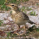 Richard's Pipit