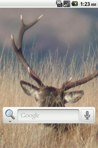 Big Buck Live Wallpaper