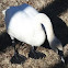 Trumpeter Swan