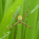 Signature Spider