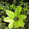 Octopus tree