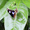 Great Eggfly