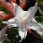 western azalea