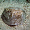 Reticulate stargazer