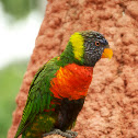 Rainbow Lorikeet