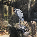 Great Blue Heron
