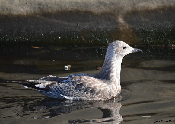 Spotting Image 1