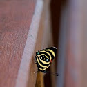 Hydaspes Eighty-eight