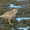 Semipalmated Plover