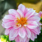 Dahlia Hybrid