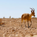 Capra ibex nubiana