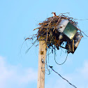 Osprey