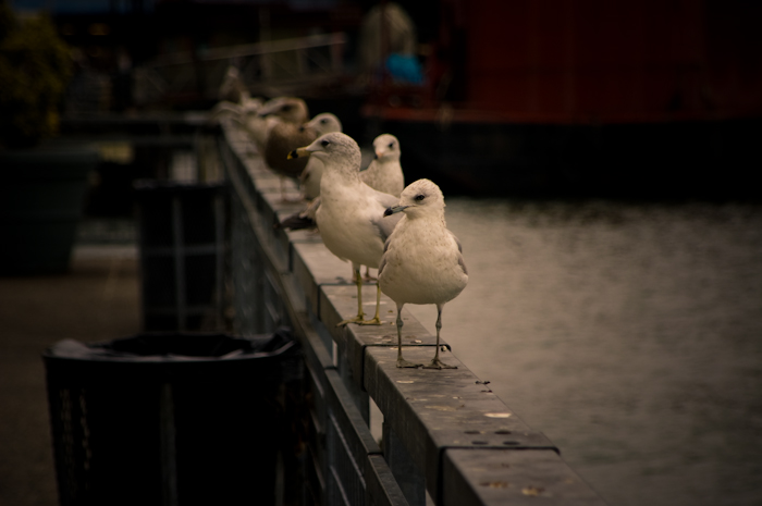 seagull