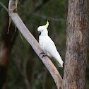 Sulphur Crested Cockatoo