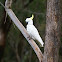 Sulphur Crested Cockatoo