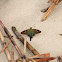 Long-tailed Skipper