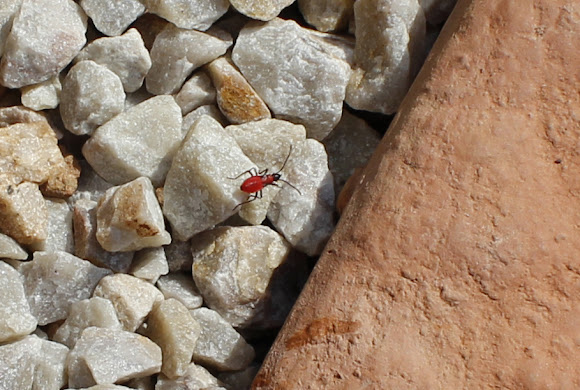 Spotting Image 1