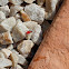 Boxelder bug