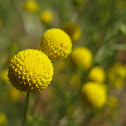Globe Chamomile