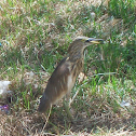 Indian pond heron