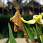 Unknown pupae