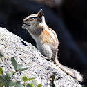 Western Chipmunk