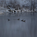 Canada Goose
