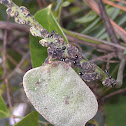 Ants