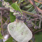 Ants