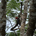 Carpintero Pico Plata