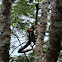 Carpintero Pico Plata
