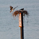 Osprey