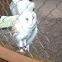 Barn owl
