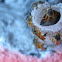  Angelita Stingless bee 