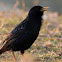 European Starling