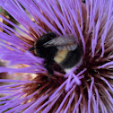 bombinae