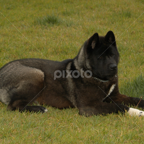 Inukami Akitas S Profile Chula Vista Ca Us Pixoto