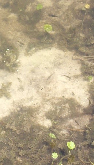 Spotting Image 1
