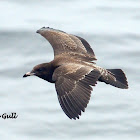 Western Gull
