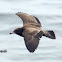 Western Gull